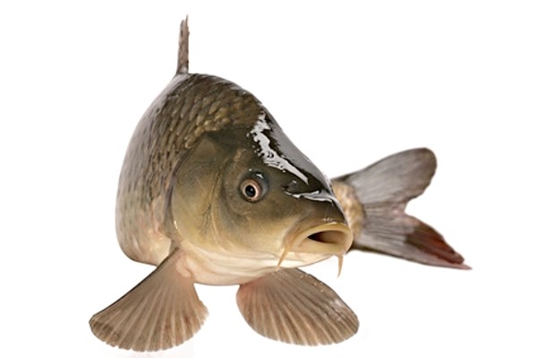 KAPR