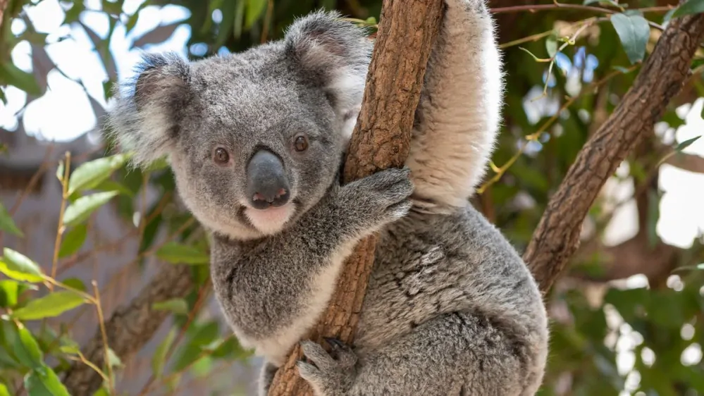 DEKOR KOALA 01