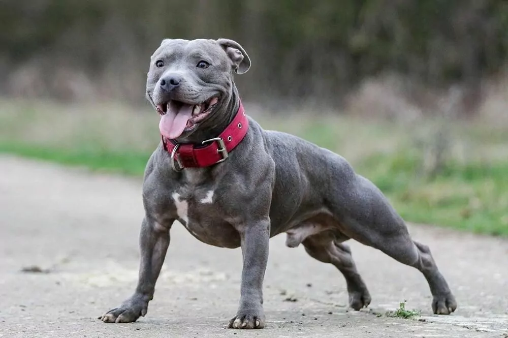 DEKOR staffbull. stafford, stafordšírský teriér v běhu, NA SKLENICE