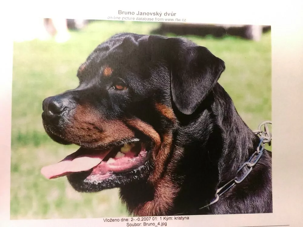DEKOR ROTWAJLER 02 -ROTTWEILER, pro sklenice a půllitry